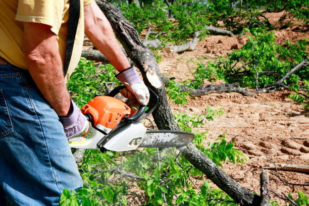 How Our Tree Care Process Works  in  Maricopa, CA